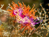 Paraflabellina ischitana